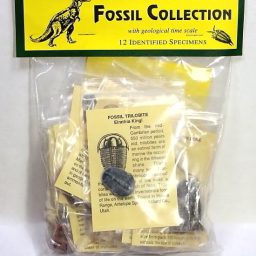 Fossil Collection Kit