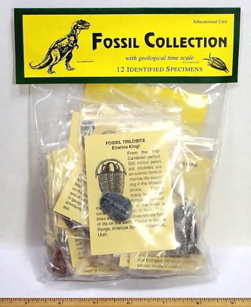 Fossil Collection Kit