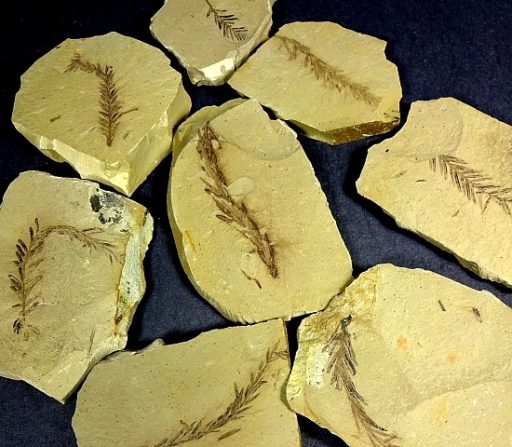 Dawn Redwood Fossil Leaf