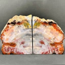 Petrified Wood Bookends