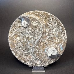 Fossil Dish