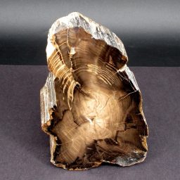 South Dakota Petrified Wood