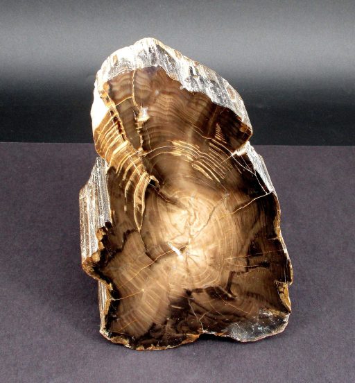 South Dakota Petrified Wood