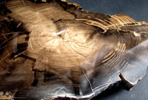 South Dakota Petrified Wood