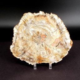 Madagascar Petrified Wood