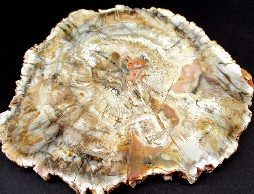 Madagascar Petrified Wood