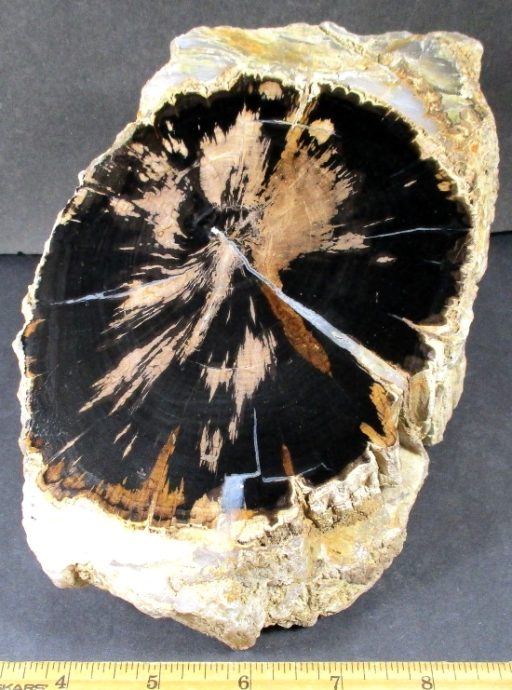 Eden Valley Wyoming Petrified Wood