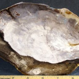 Petrified Wood