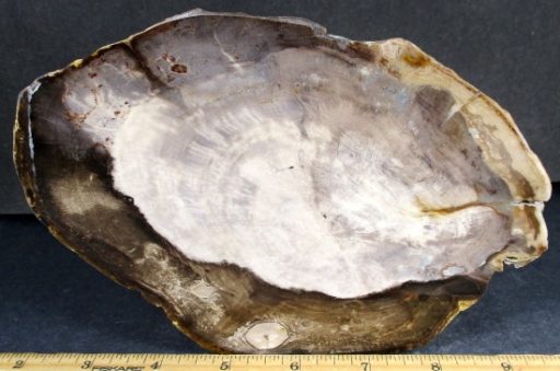 Petrified Wood