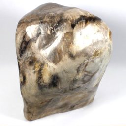 Petrified Wood