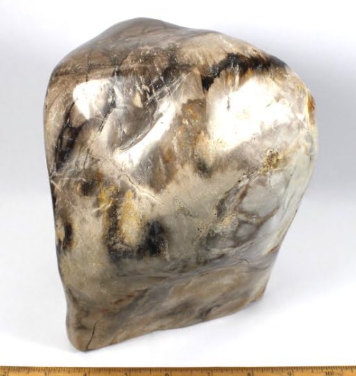 Petrified Wood