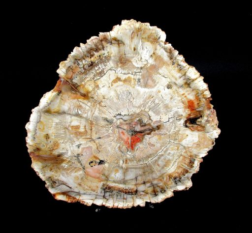 Madagascar Petrified Wood