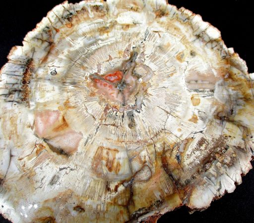 Madagascar Petrified Wood