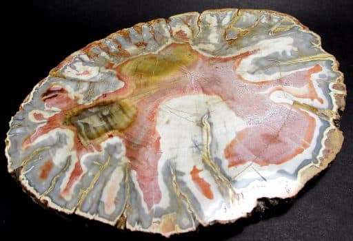 Madagascar Petrified Wood