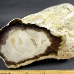 Petrified Wood Limb