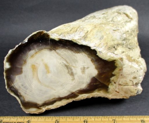 Petrified Wood Limb