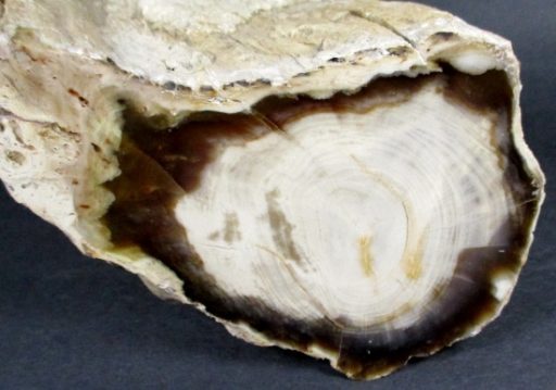 Petrified Wood Limb