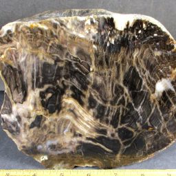 South Dakota Petrified Wood