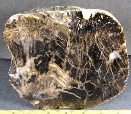 South Dakota Petrified Wood