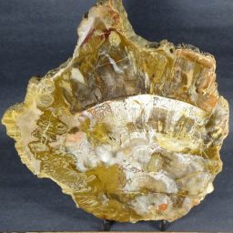 Madagascar Petrified Wood