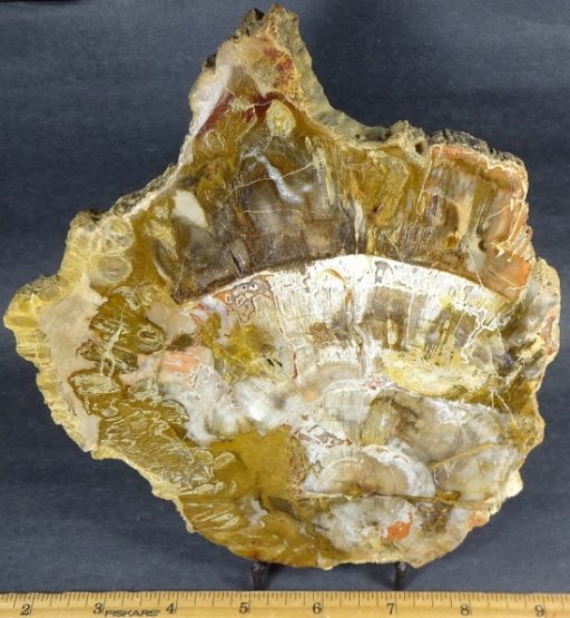 Madagascar Petrified Wood