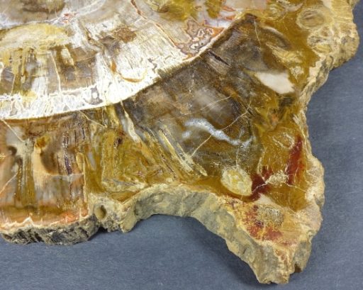 Madagascar Petrified Wood