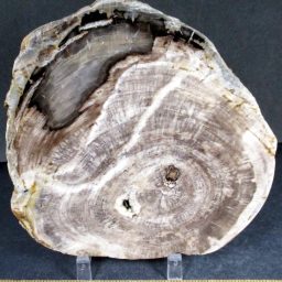 Pacific Northwest Petrified Wood