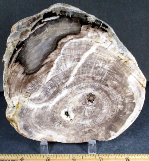 Pacific Northwest Petrified Wood