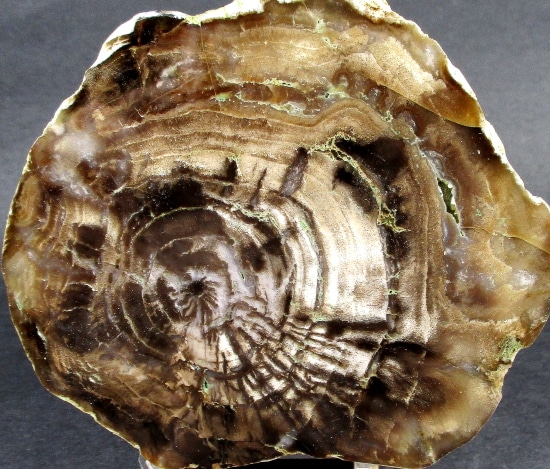 PW301 Pacific Northwest Petrified Wood - The Rock Shed