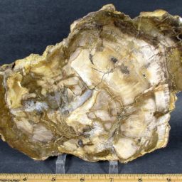 Madagascar Petrified Wood