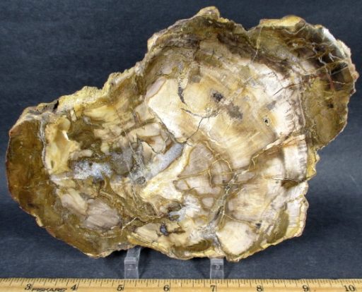 Madagascar Petrified Wood