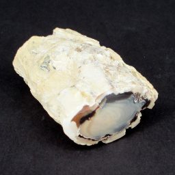 Madagascar Petrified Wood