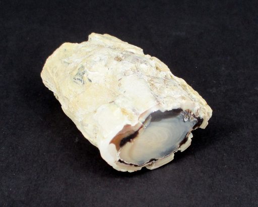 Madagascar Petrified Wood