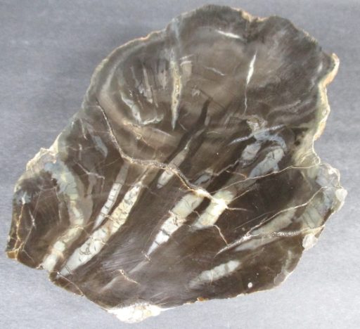 Arizona Woodworthier Petrified Wood