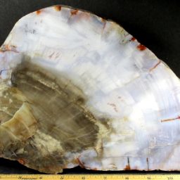 Arizona Petrified Wood