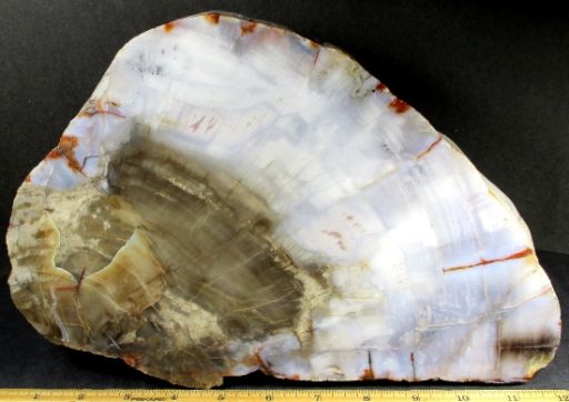 Arizona Petrified Wood