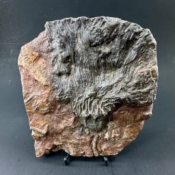 Crinoid Fossil Plaque