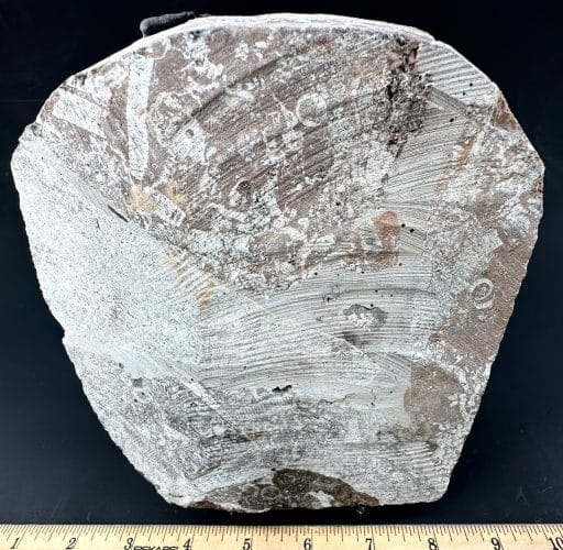 Crinoid Fossil Plaque