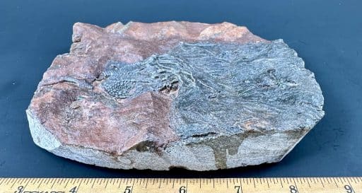 FO111 Crinoid Fossil Plaque - Image 3