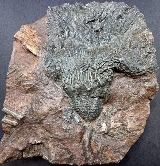 FO111 Crinoid Fossil Plaque - Image 4