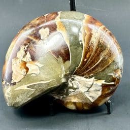 Nautiloid