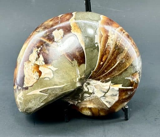 Nautiloid