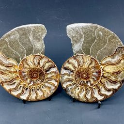 Ammonite