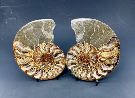 Ammonite