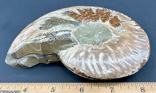 FO153 Ammonite - Image 3