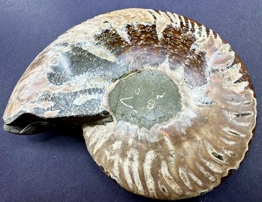 FO153 Ammonite - Image 4