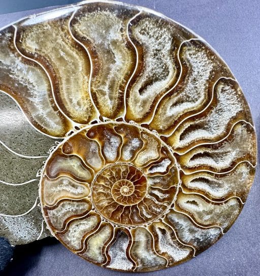 FO153 Ammonite - Image 5