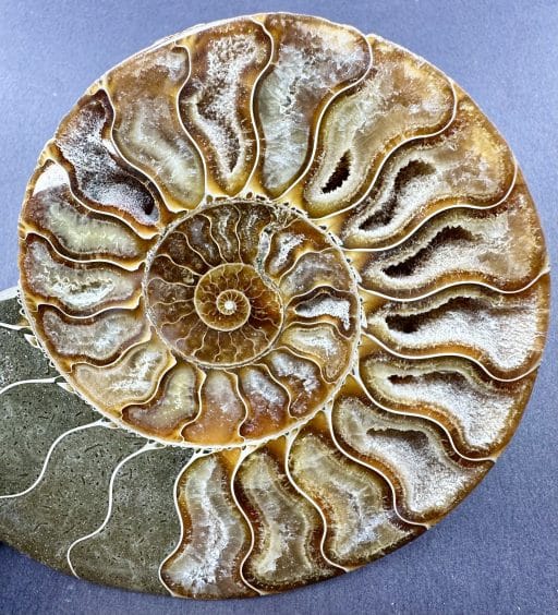 Ammonite