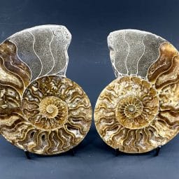 Ammonite