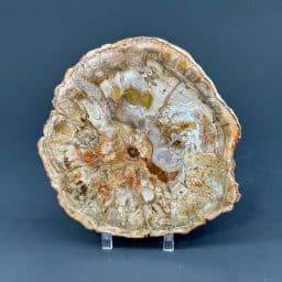 Madagascar Petrified Wood